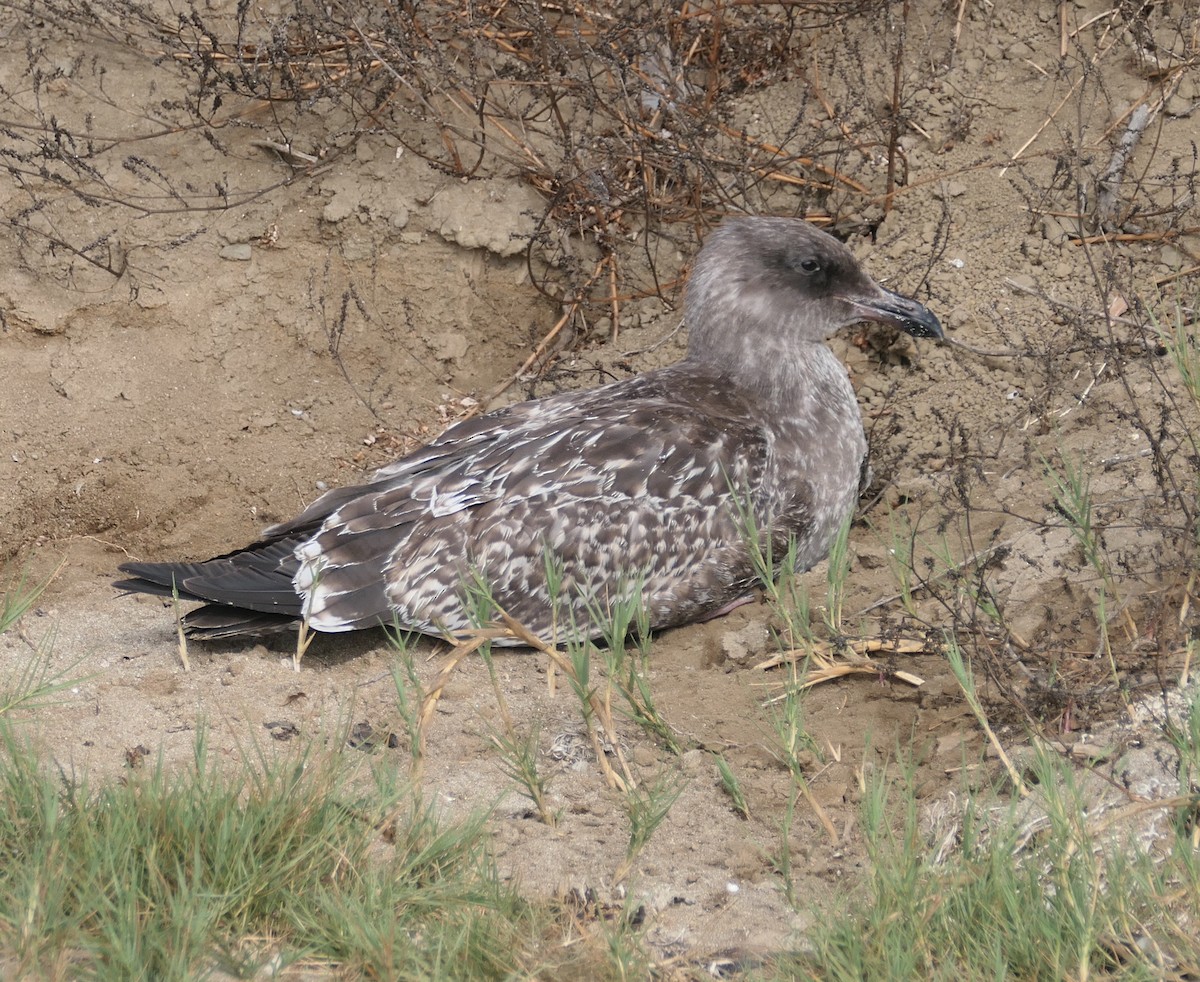 Western Gull - ML642094318