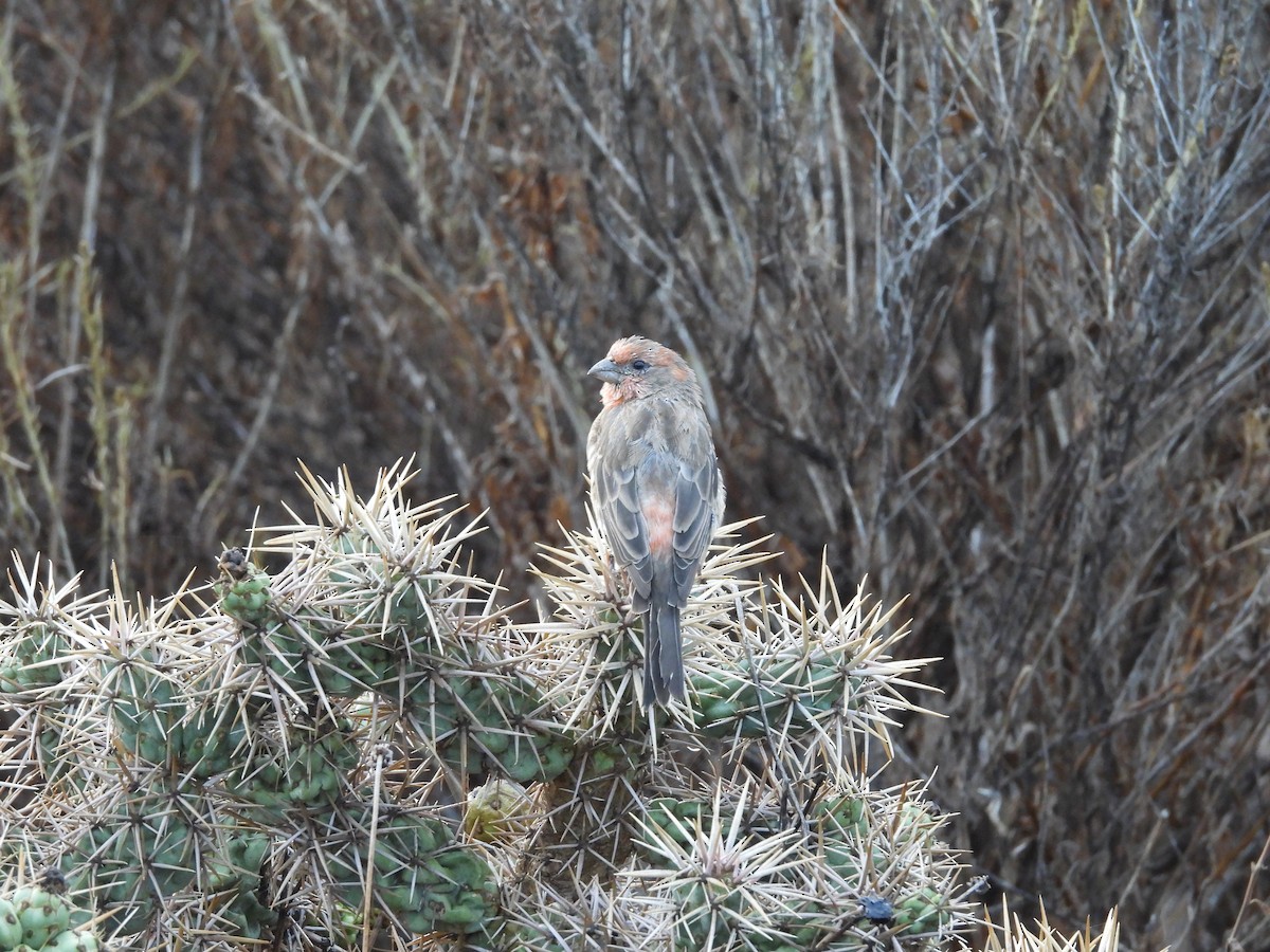 House Finch - ML642094319