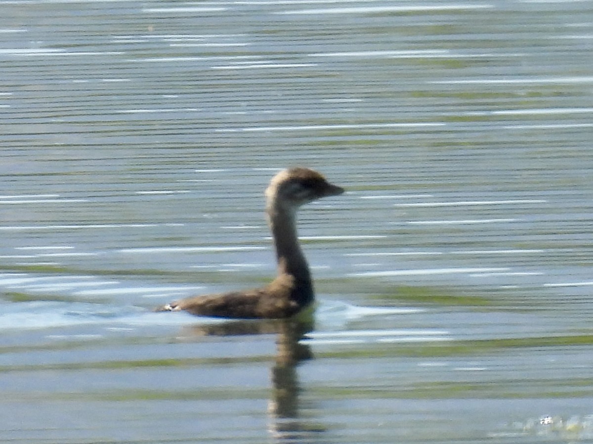 Pied-billed Grebe - ML642094322