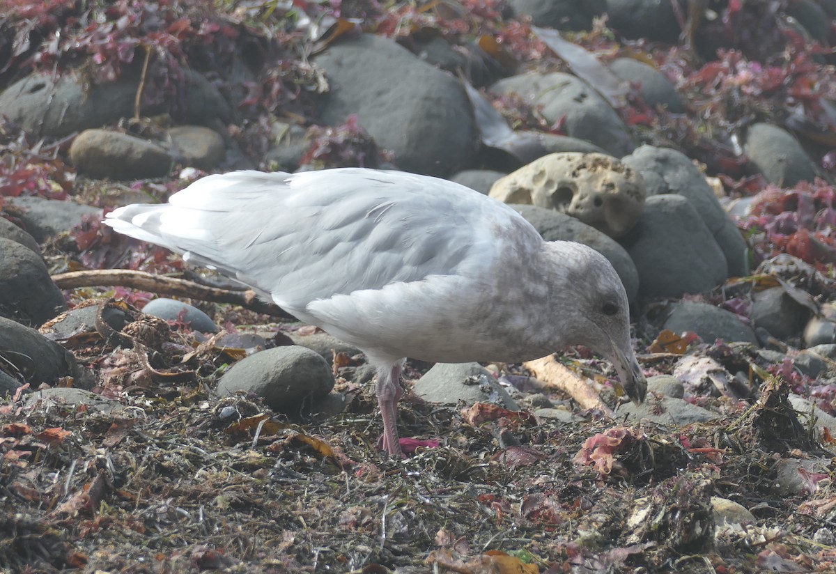 Glaucous-winged Gull - ML642094323