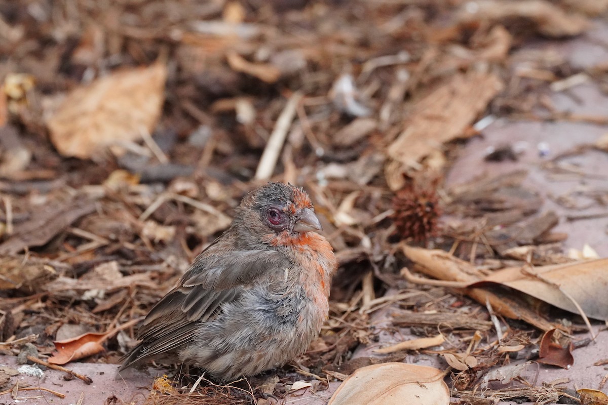 House Finch - ML642094326