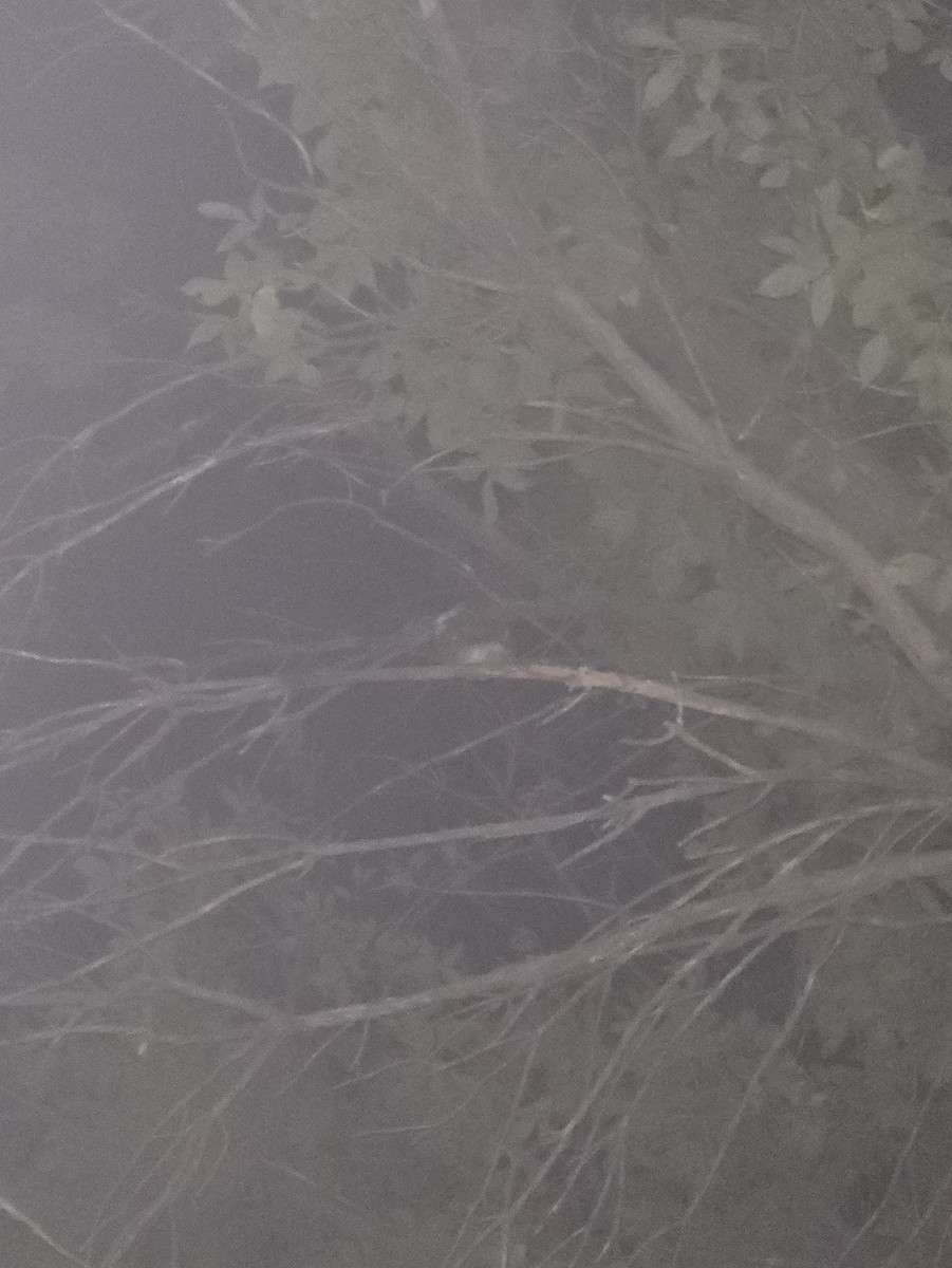 Eastern Screech-Owl - ML642094332