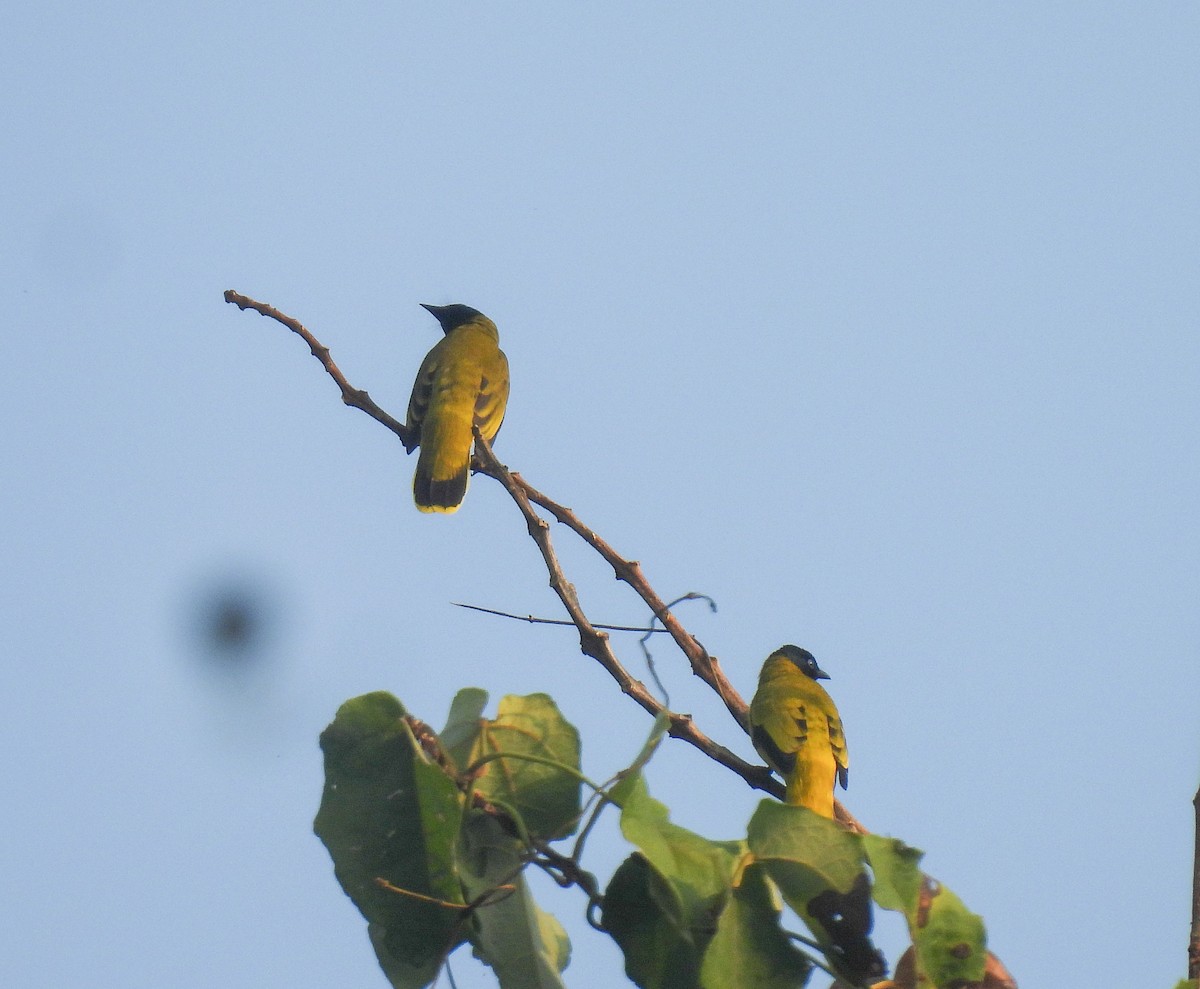 Black-headed Bulbul - ML642094334