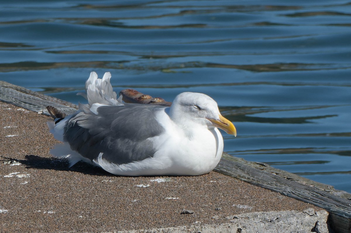 Western Gull - ML642094336