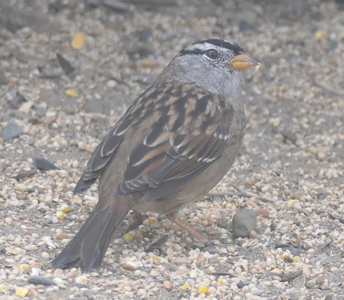 White-crowned Sparrow - ML642094337