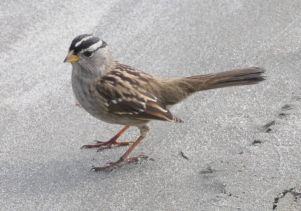 White-crowned Sparrow - ML642094338