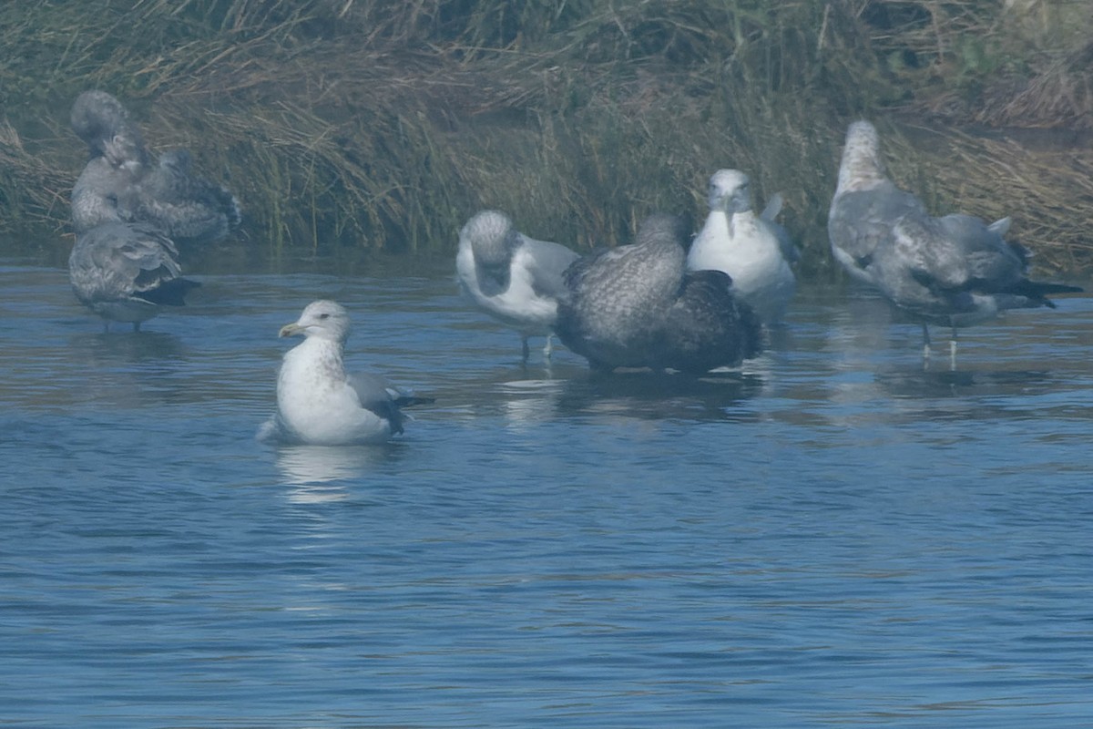 California Gull - ML642094339