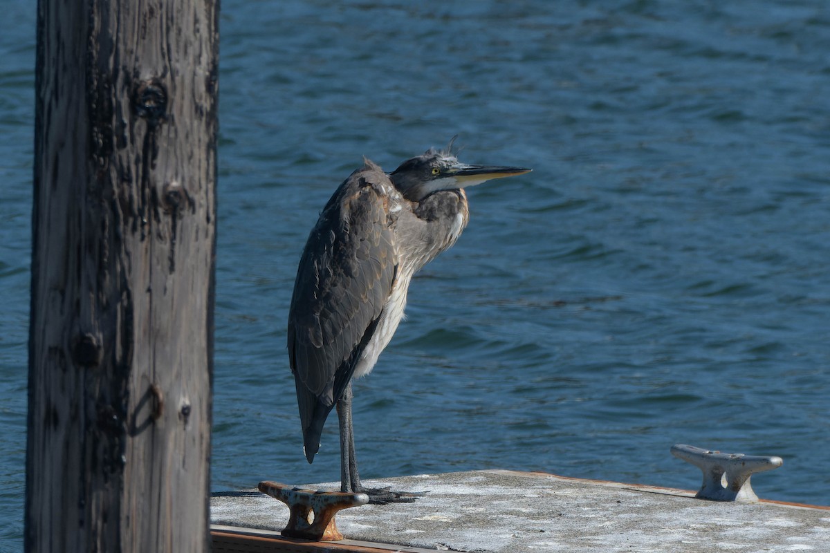 Great Blue Heron - ML642094350