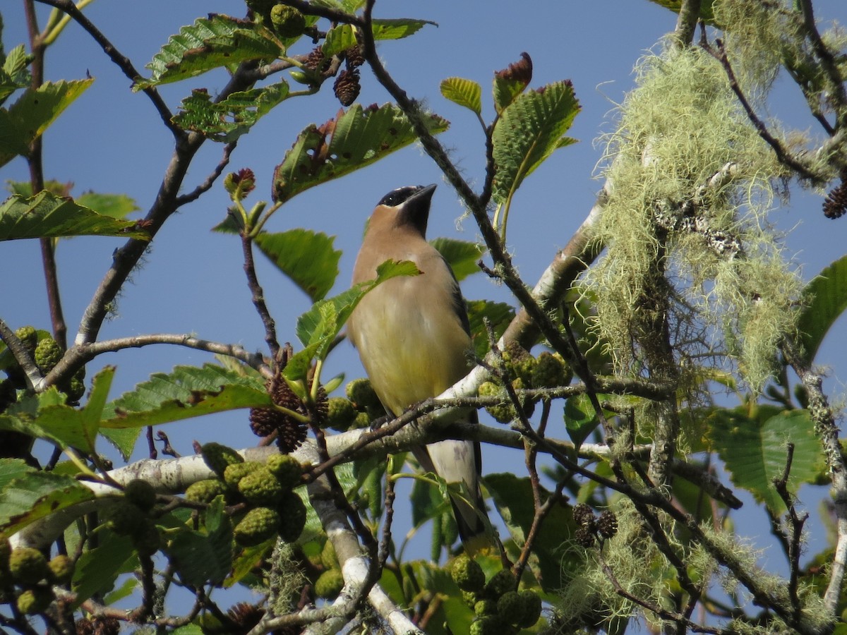 Cedar Waxwing - ML642094360
