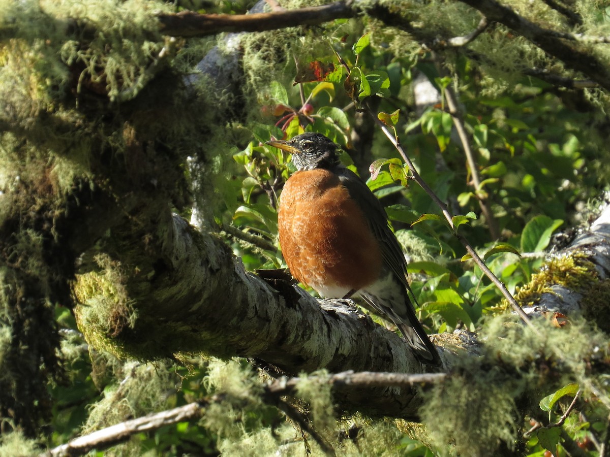 American Robin - ML642094364