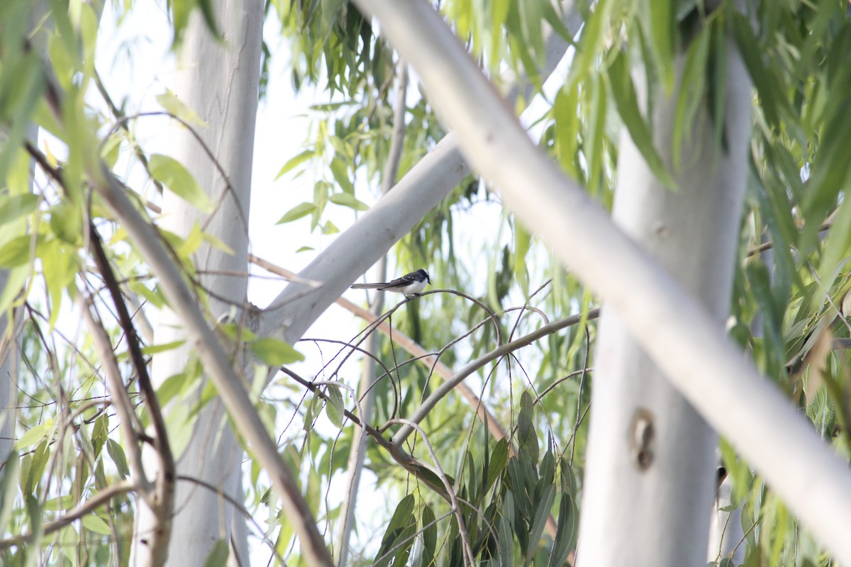 White-browed Fantail - ML642094429