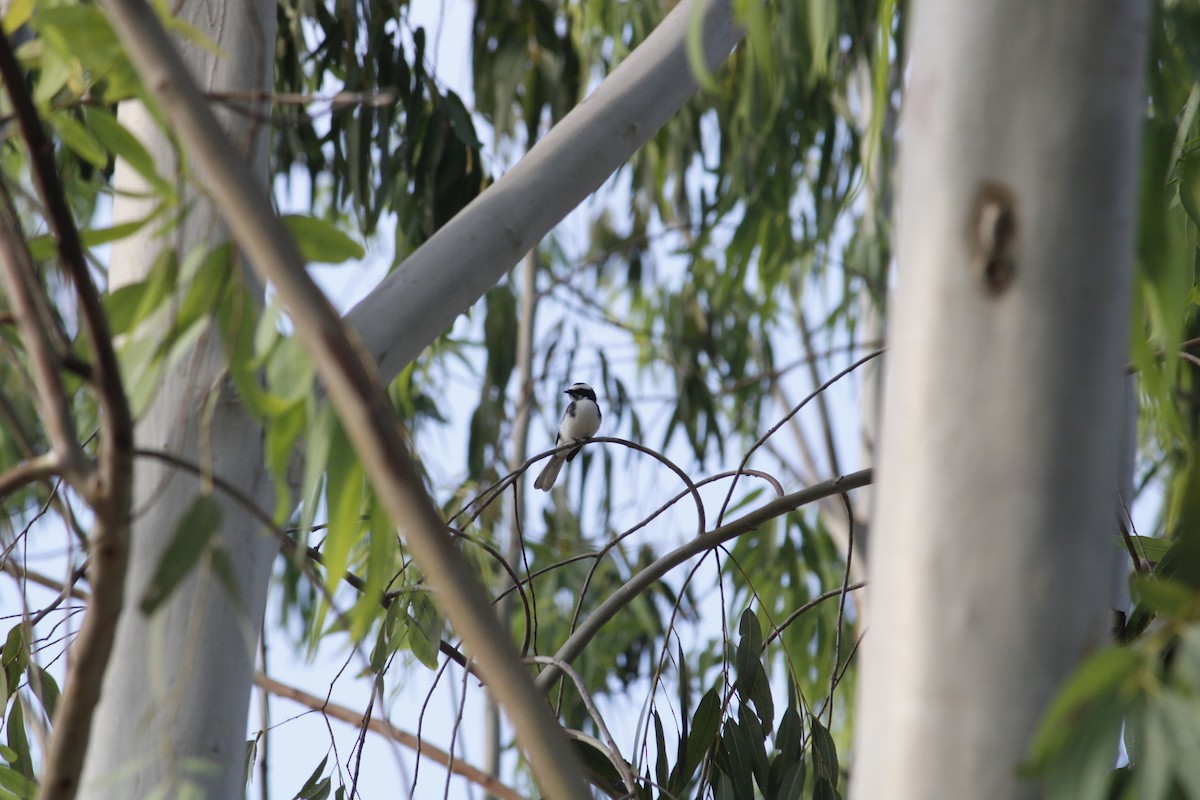 White-browed Fantail - ML642094430