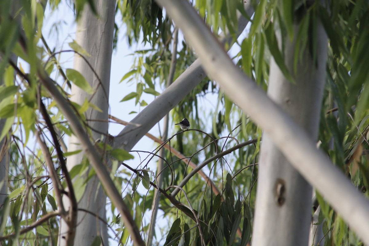 White-browed Fantail - ML642094431