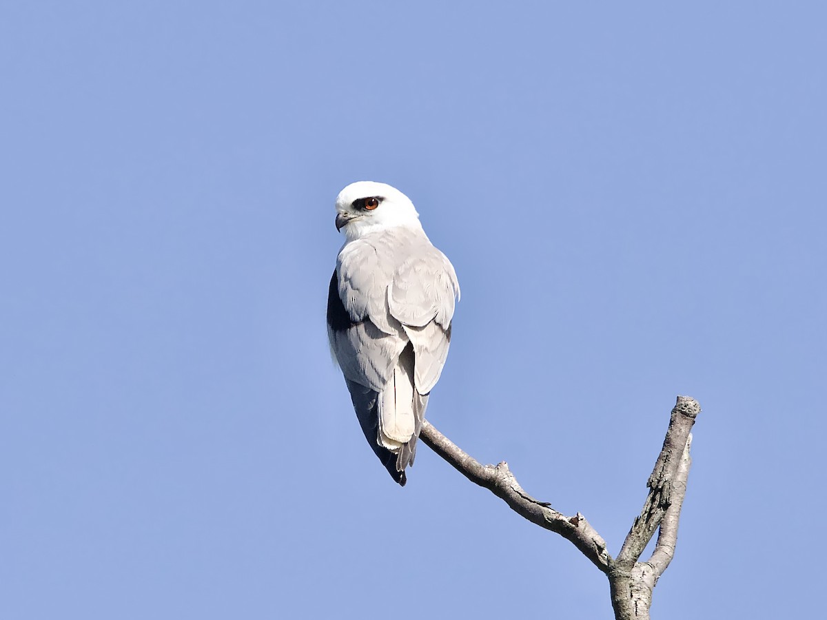 Avustralya Ak Çaylağı - ML642094436