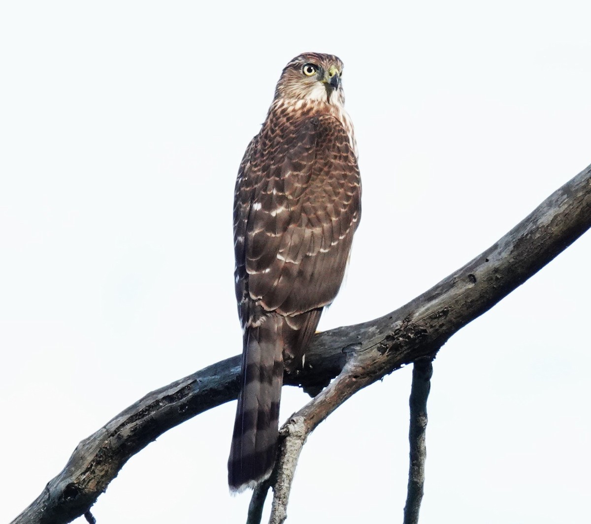 Cooper's Hawk - ML642094459
