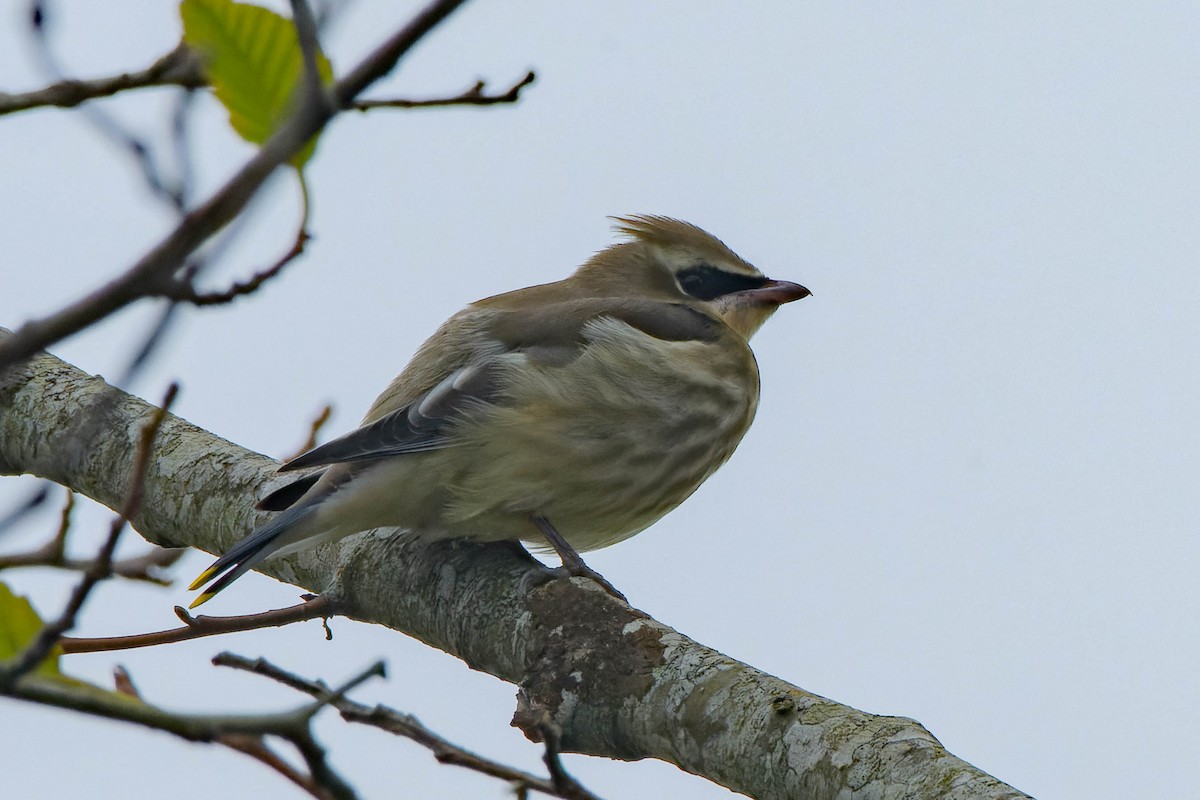 Cedar Waxwing - ML642094503