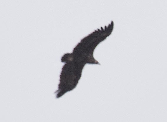 munkegribb - ML642094514