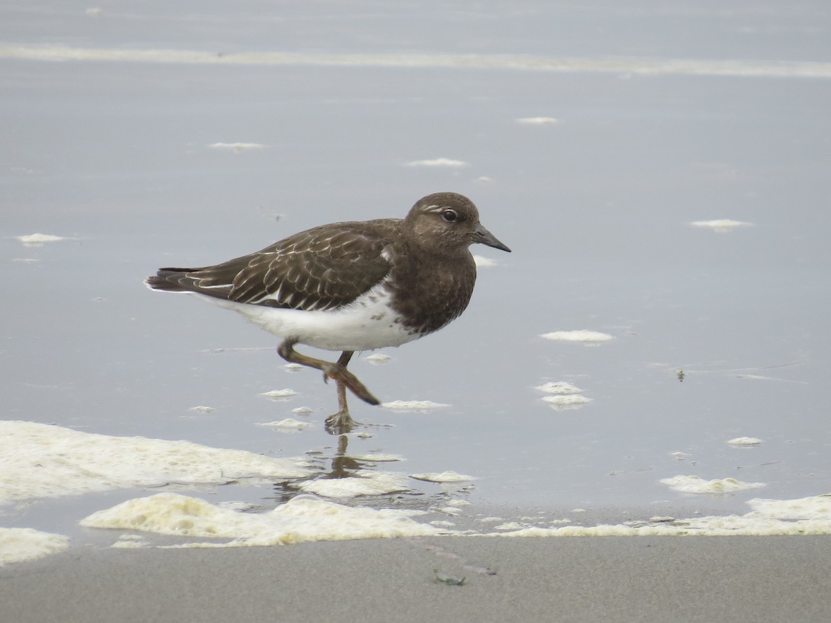 Black Turnstone - ML642094523