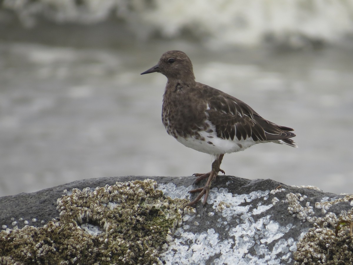 Black Turnstone - ML642094524