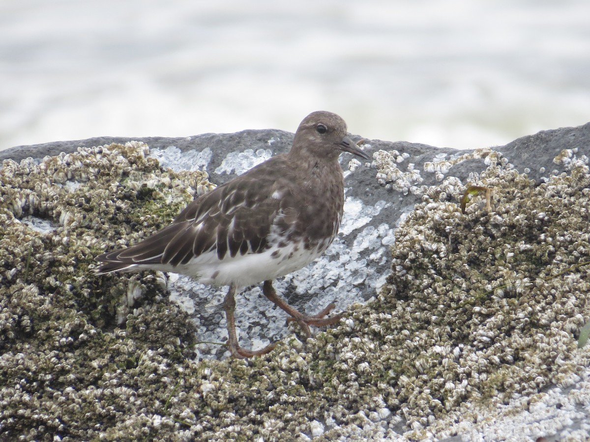Black Turnstone - ML642094525