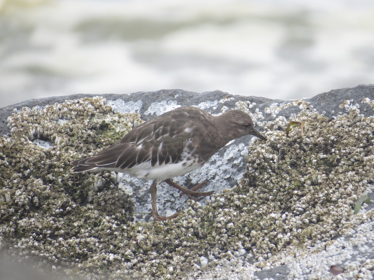 Black Turnstone - ML642094526