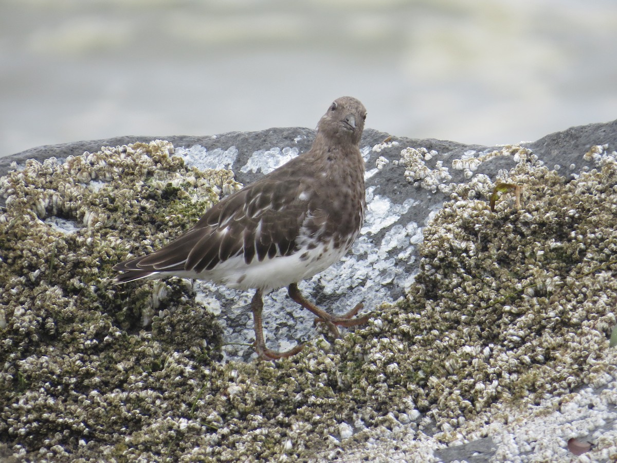 Black Turnstone - ML642094527