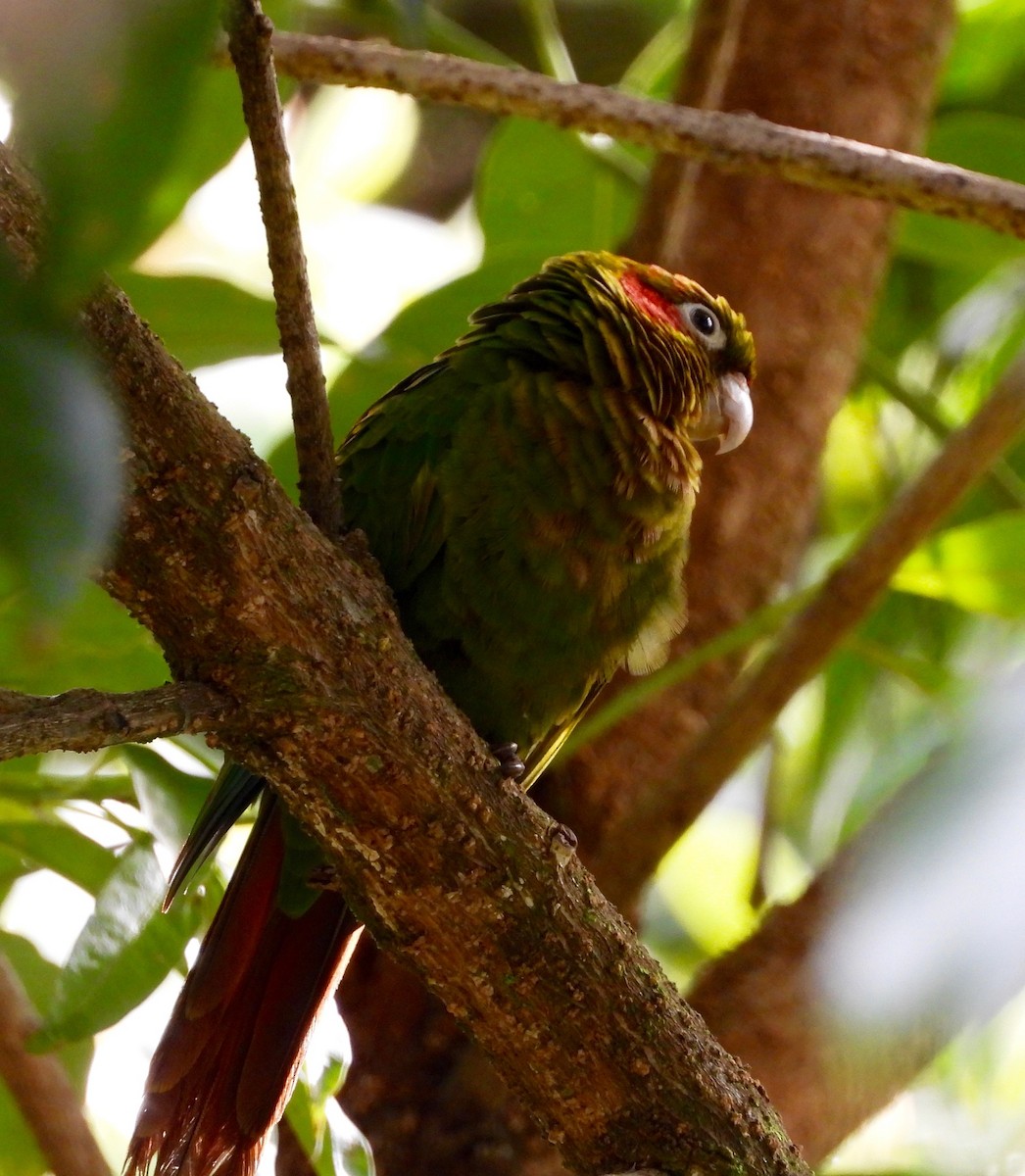 Sulphur-winged Parakeet - ML642094532