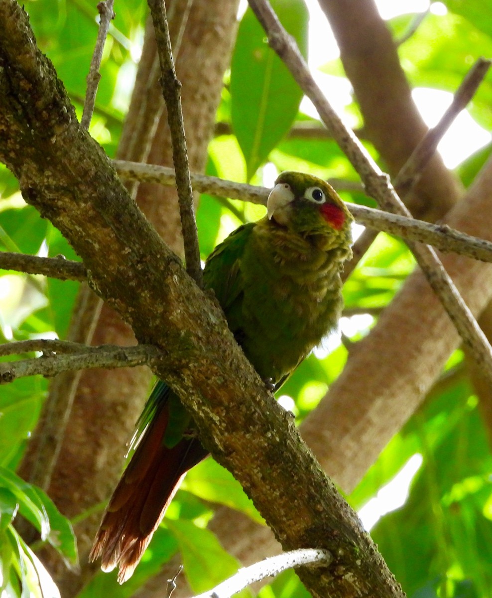 Sulphur-winged Parakeet - ML642094533