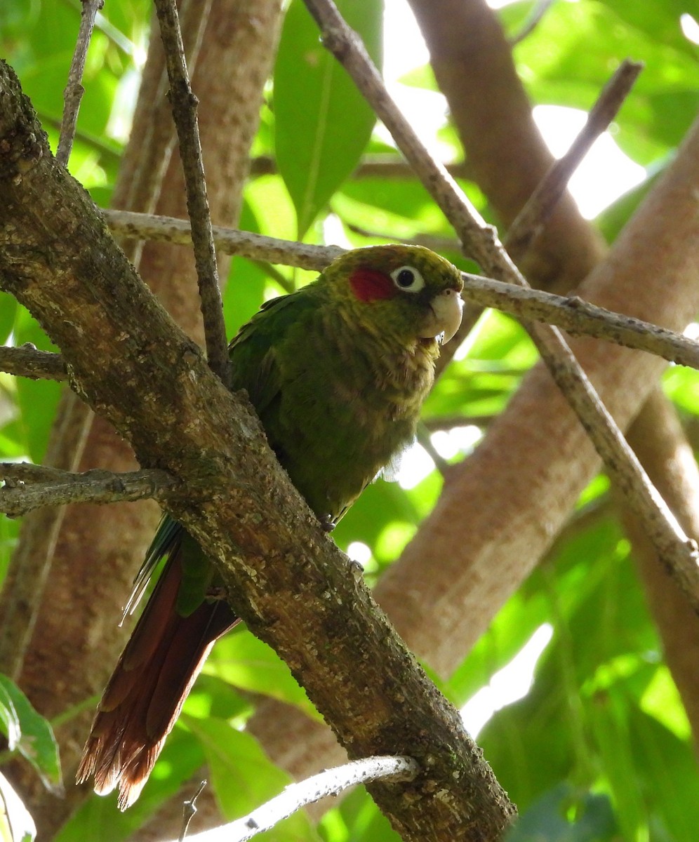 Sulphur-winged Parakeet - ML642094534