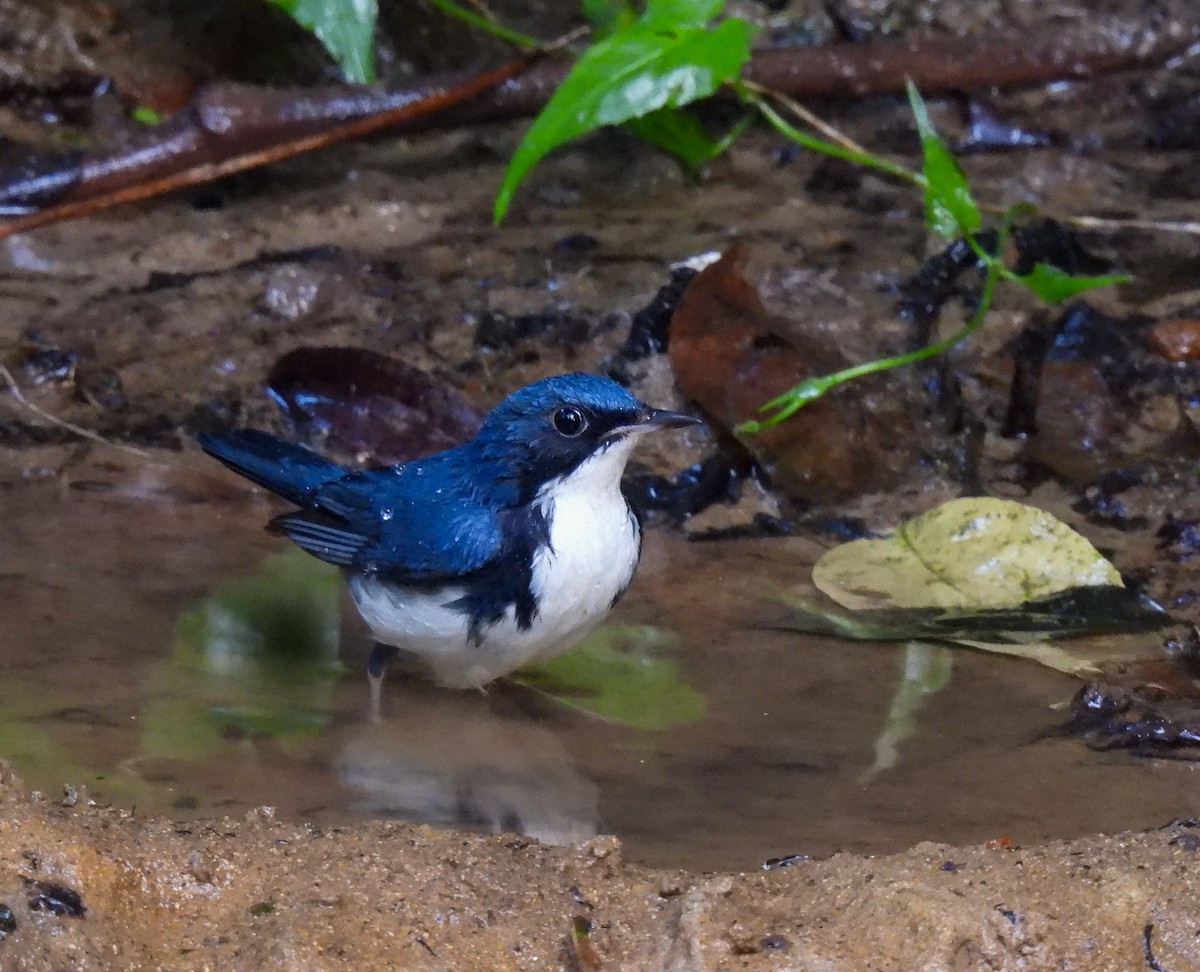 Siberian Blue Robin - ML642094535