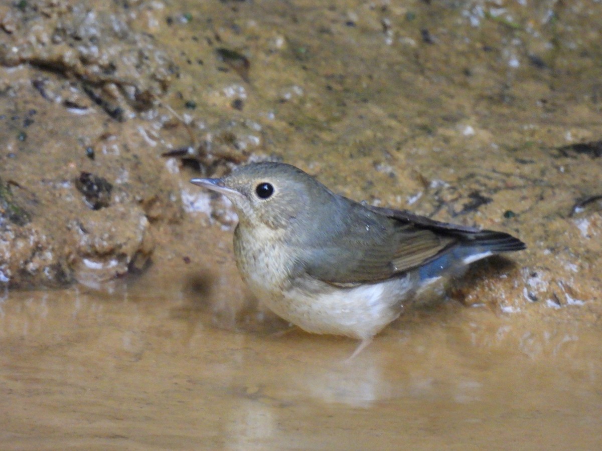 Siberian Blue Robin - ML642094536