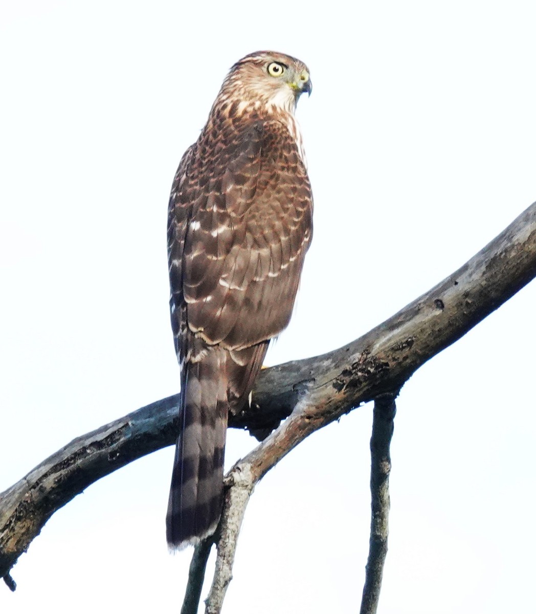 Cooper's Hawk - ML642094540