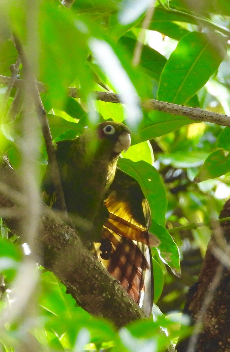 Sulphur-winged Parakeet - ML642094542