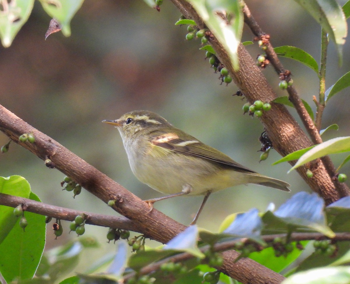 Yellow-browed Warbler - ML642094544