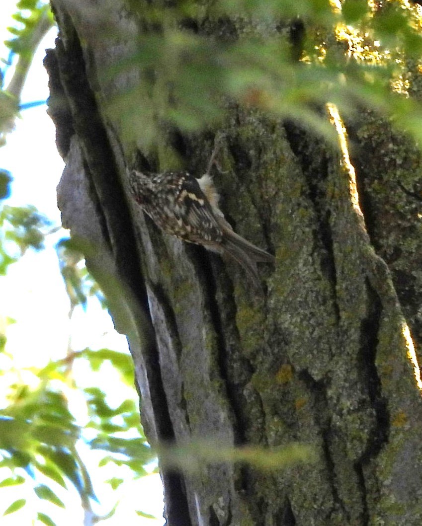 Brown Creeper - ML642094547