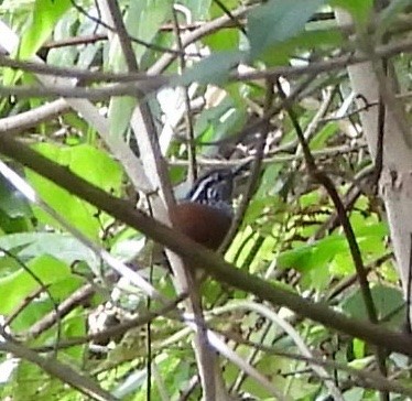 Gray-breasted Wood-Wren - ML642094562