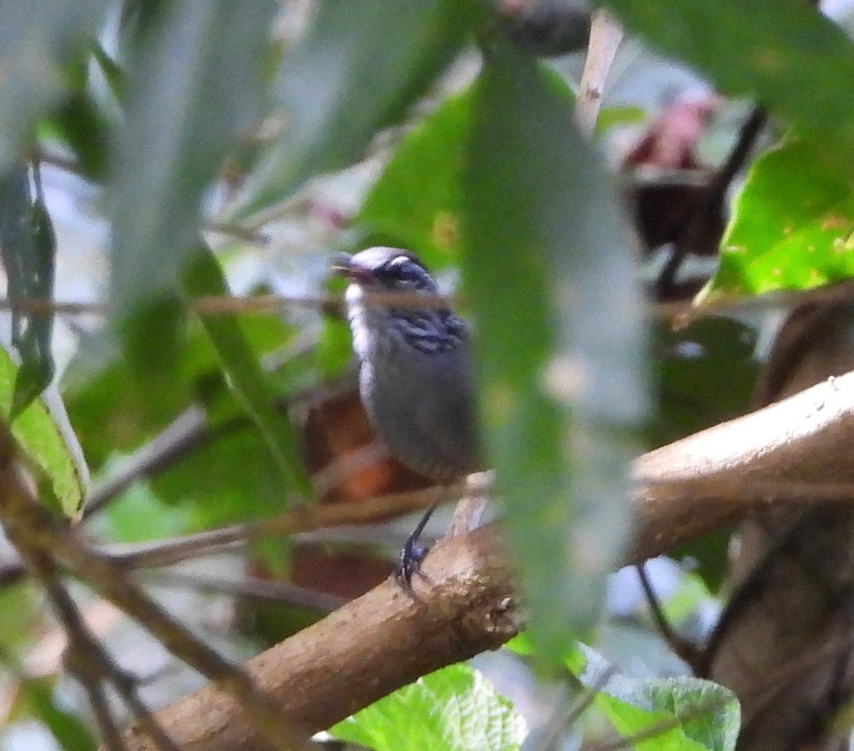 Gray-breasted Wood-Wren - ML642094563