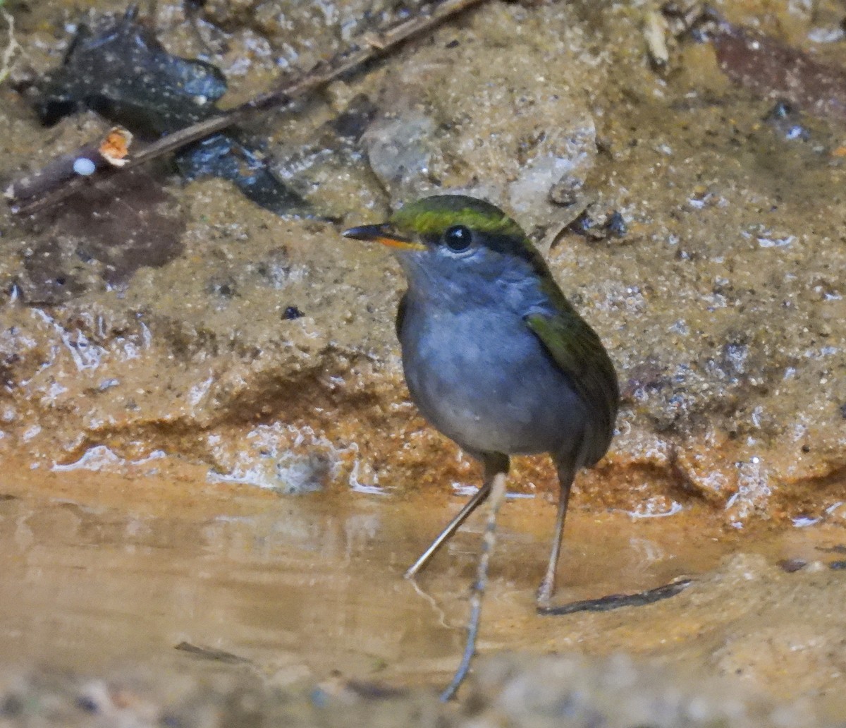 Gray-bellied Tesia - ML642094567