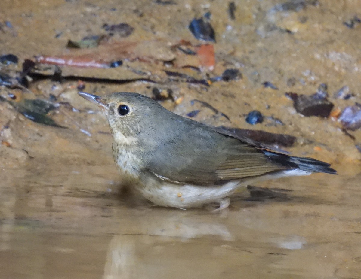 Siberian Blue Robin - ML642094574