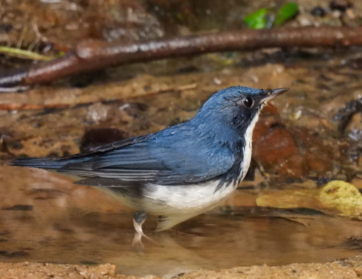 Siberian Blue Robin - ML642094575