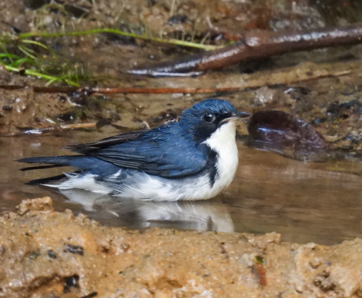 Siberian Blue Robin - ML642094576