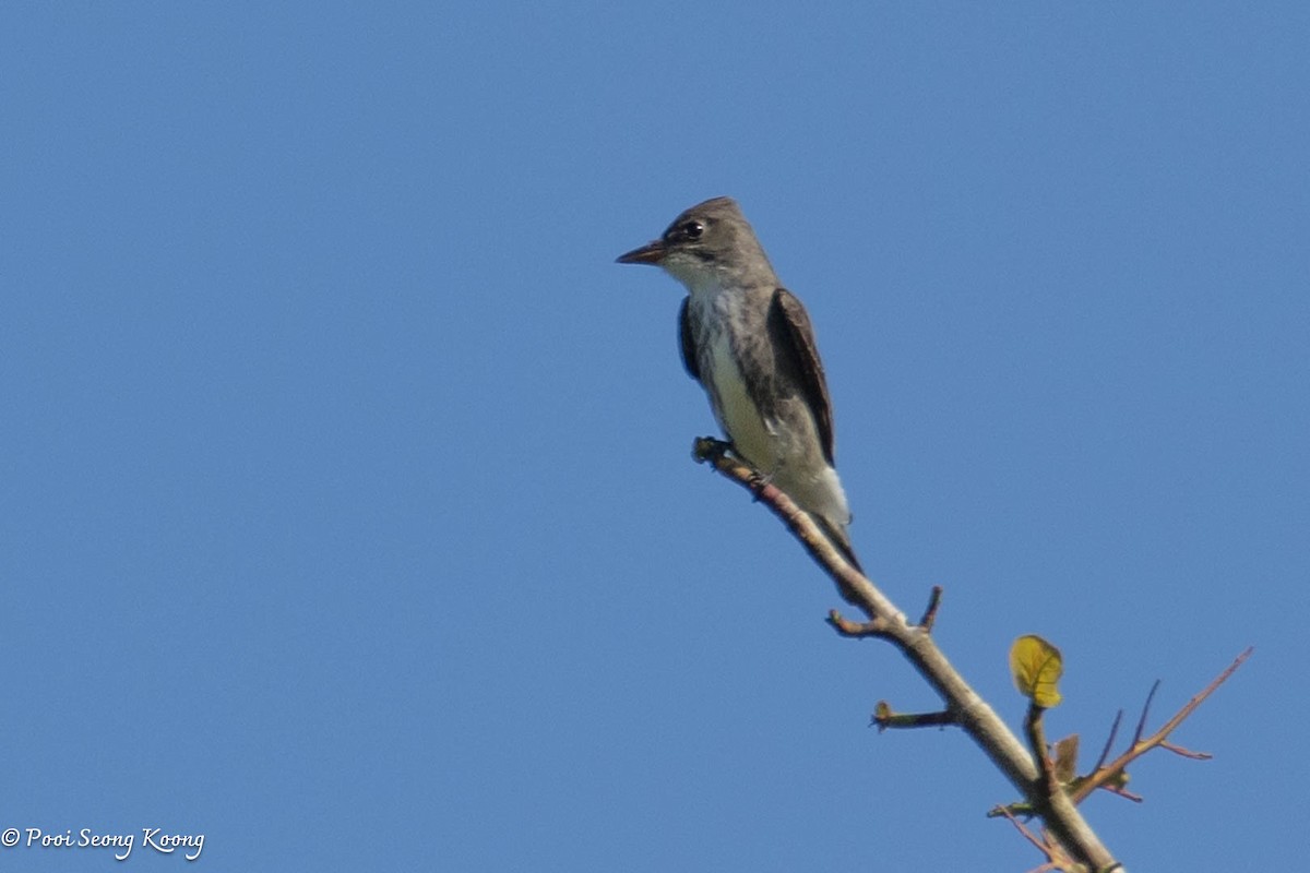 Olive-sided Flycatcher - ML642094583