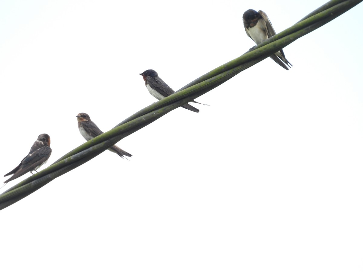 Pacific Swallow - ML642094587