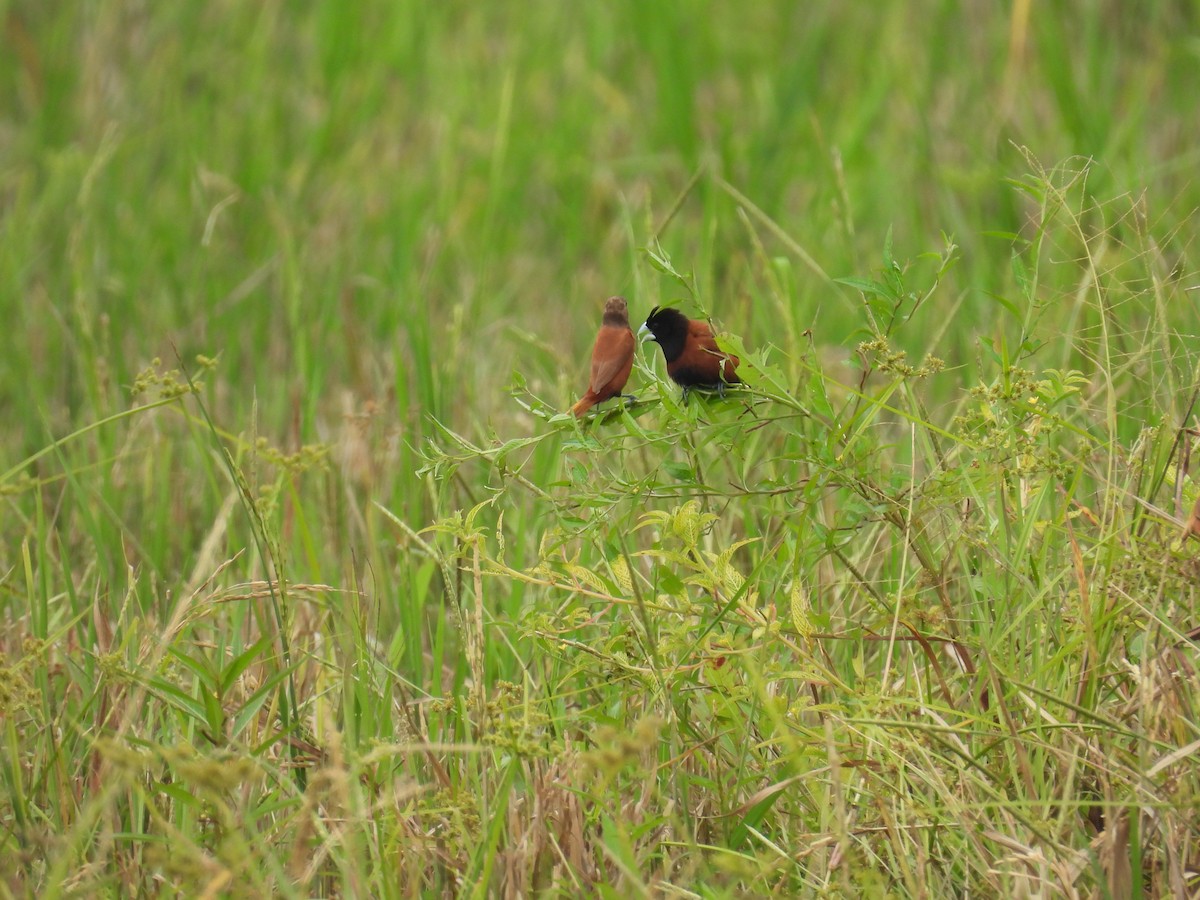 Chestnut Munia - ML642094595