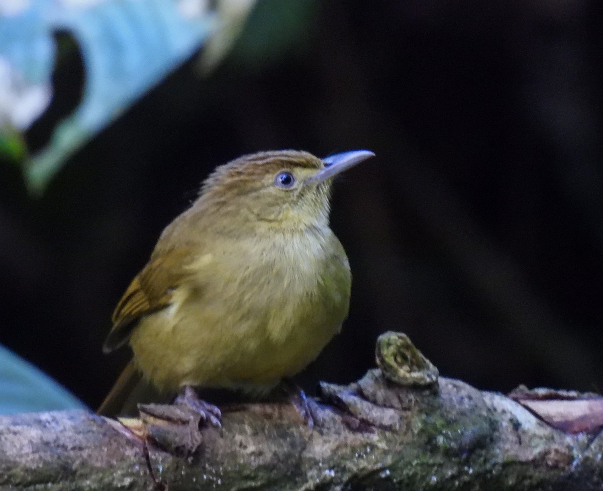 Bulbul de Cachar - ML642094601
