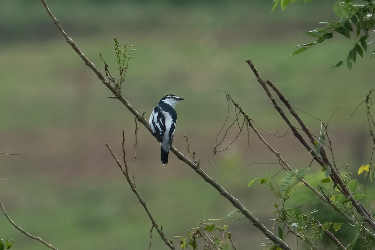 White-shouldered Triller - ML642094619