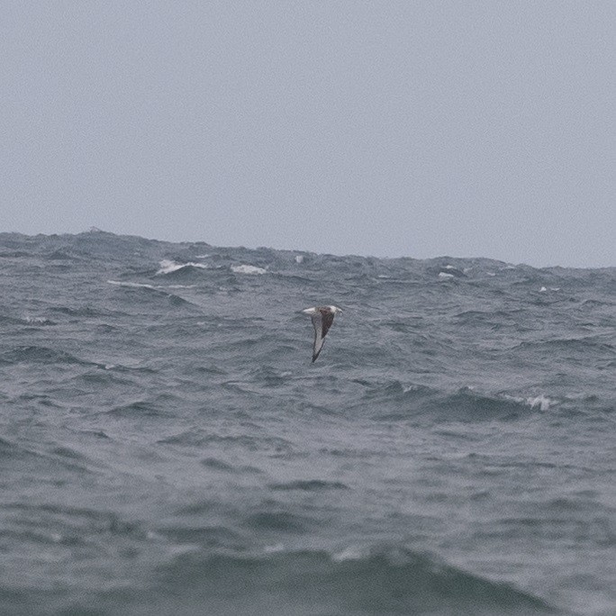 Black-browed Albatross - ML642094623