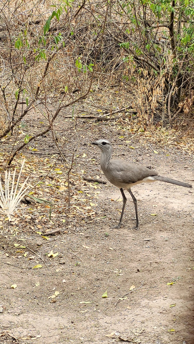 Cariama de Burmeister - ML642094630