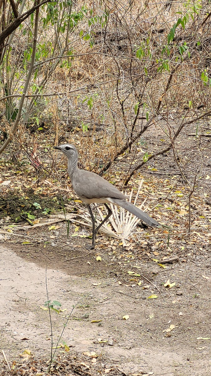 Black-legged Seriema - ML642094631