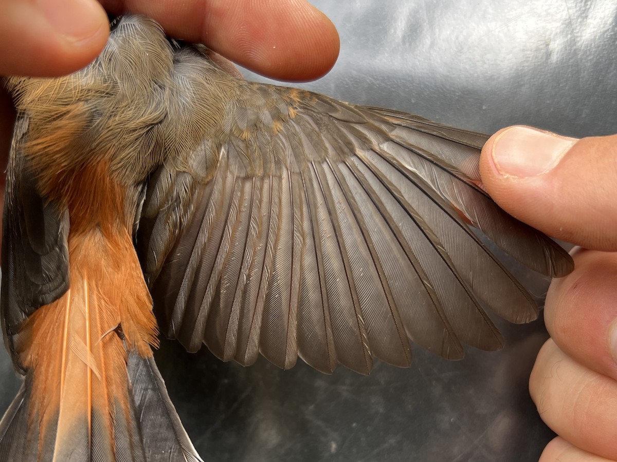 Micronesian Rufous Fantail (Marianas) - ML642094632